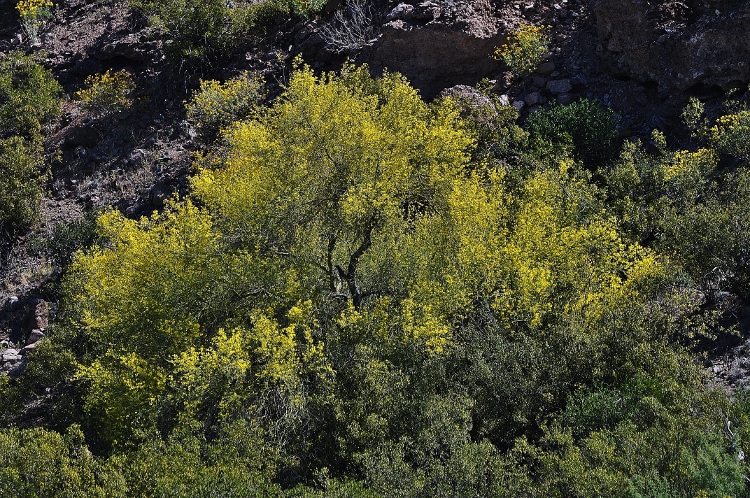 the desert floor